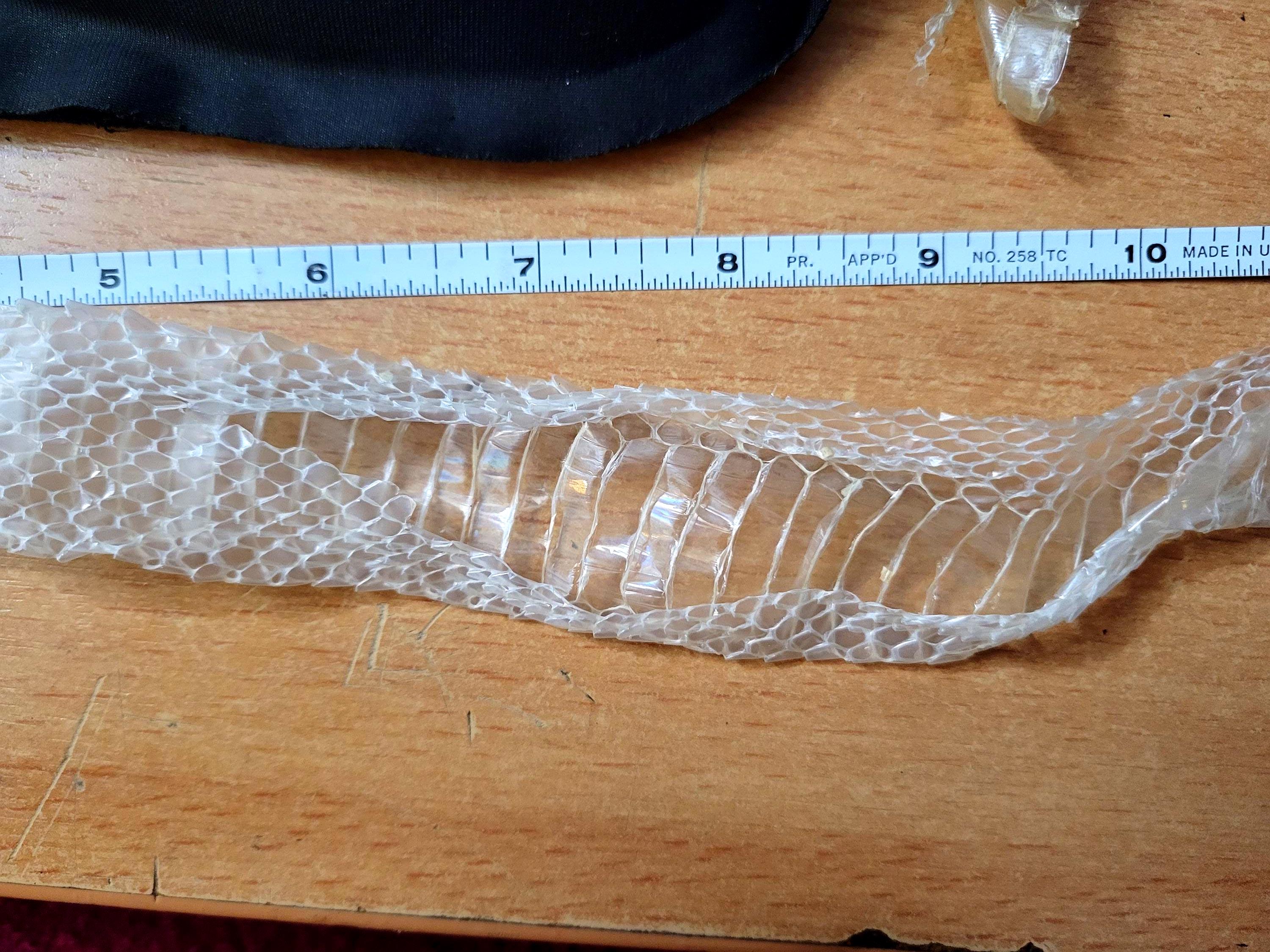 Real Snake Skin 38inch Shed | White Ball Python | Pagan Ritual Supply ...