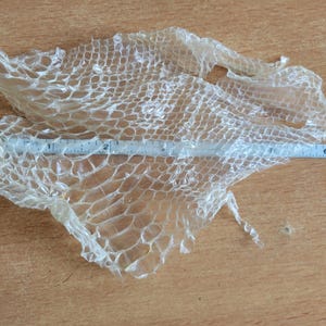May include: A translucent snakeskin shed, with a ruler measuring its length. The skin is a light beige color and has a scale-like pattern. The ruler shows the skin is approximately 7 inches long.