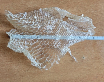 May include: A translucent snakeskin shed, with a ruler measuring its length. The skin is a light beige color and has a scale-like pattern. The ruler shows the skin is approximately 7 inches long.