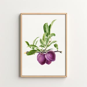 Plums Branch Kitchen Art Print Fruit Wall Art Kitchen Decor Printable Wall Art Home Decor Digital Download Dining Room Art Vintage Fruit