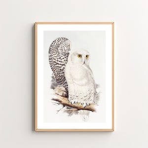 Vintage Snowy Owls Art Print - Birds Illustration - Cottagecore Decor - Vintage Farmhouse Wall Art - Digital Download