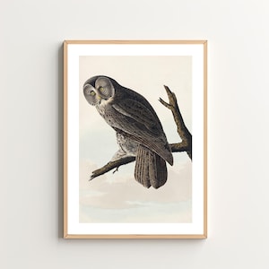 Vintage Owl Art Print - Birds Illustration - Cottagecore Decor - Classic  Bird Art - Vintage Farmhouse Wall Art - Digital Download
