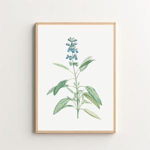 Blue Wildflower Art Print Vintage Botanical Print Floral Wall Art Printable Wall Art Digital Download