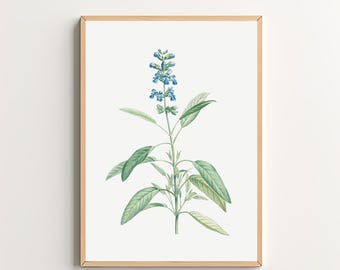 Blue Wildflower Art Print Vintage Botanical Print Floral Wall Art Printable Wall Art Digital Download