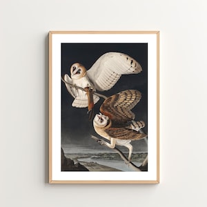 Vintage Barn Owls Art Print - Birds Illustration - Cottagecore Decor - Vintage Farmhouse Wall Art - Digital Download