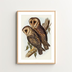 Vintage Barn Owls Art Print - Birds Illustration - Cottagecore Decor - Classic  Bird Art - Vintage Wall Art - Digital Download
