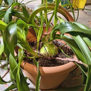 May include: A potted plant with long, green, and slightly curved leaves. The plant is in a round, brown pot. The leaves are a vibrant green color, with some showing signs of browning. The plant's bulbous base is visible, nestled in the soil.