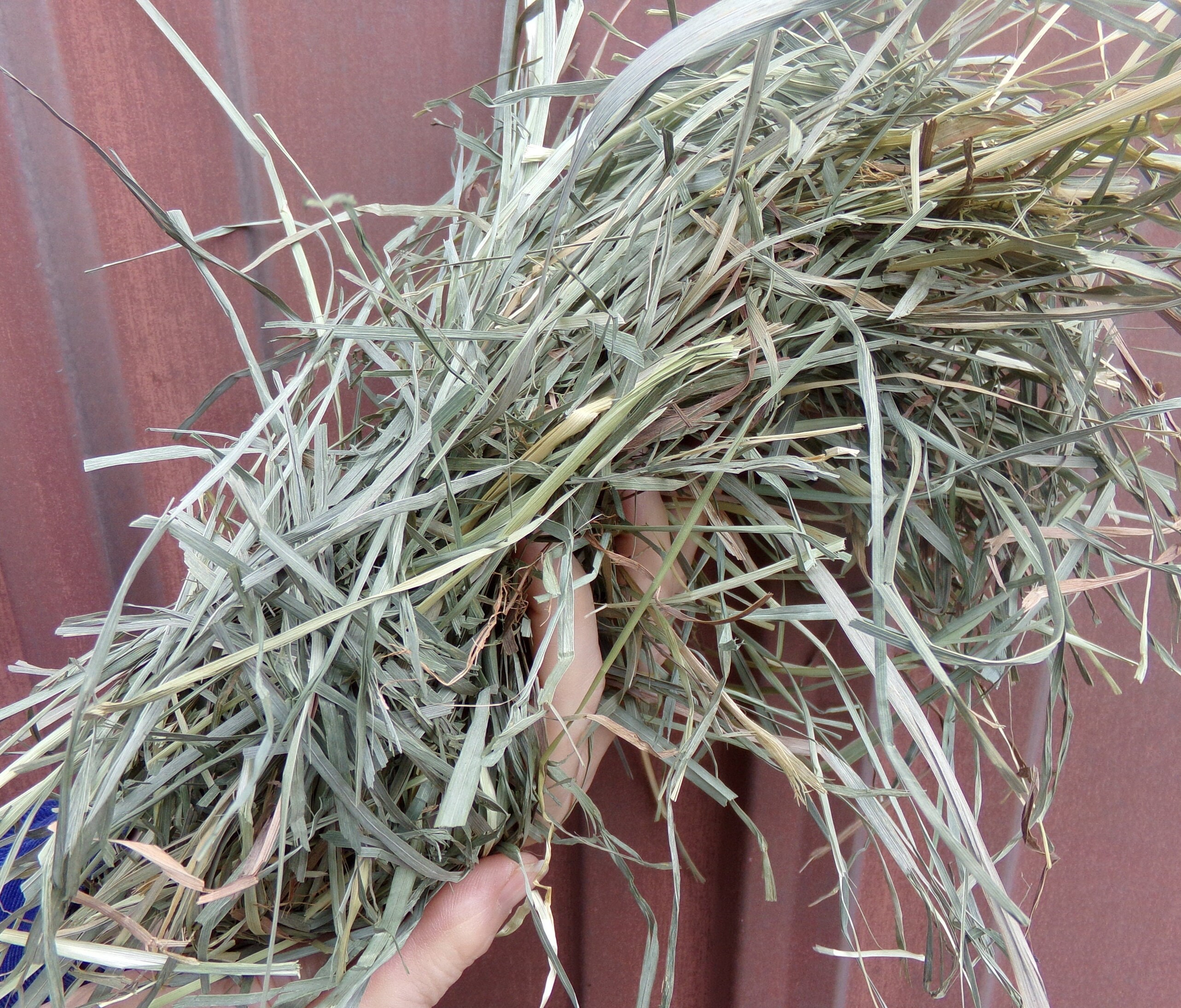 Timothy Grass Hay For Horses