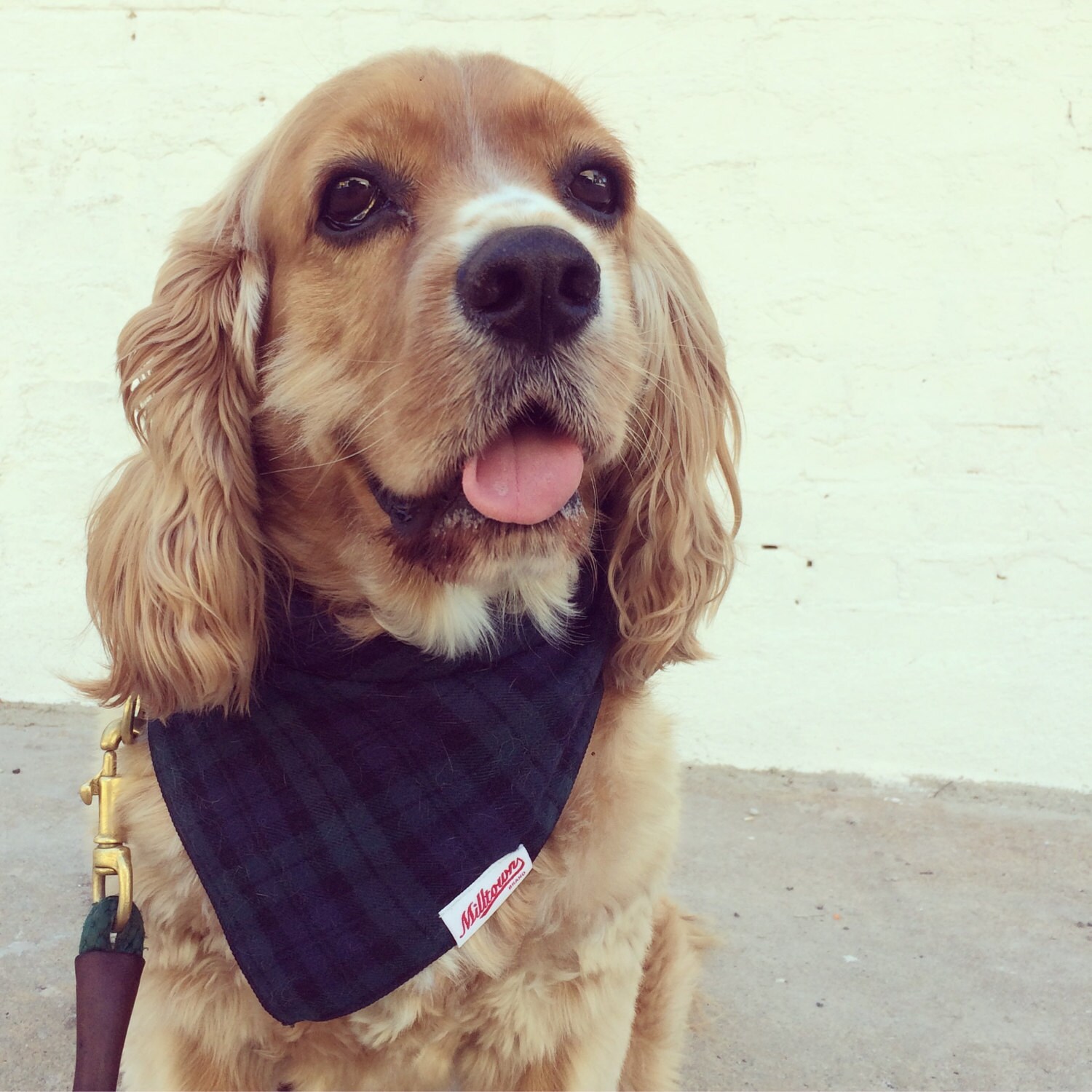 Vente Dog Bandana - Flannel à Carreaux Blackwatch