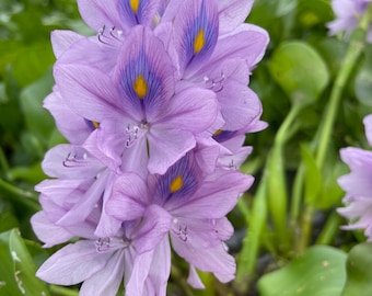 water hyacinth eichornia crassipes floating water plant pond plants 12 live plants