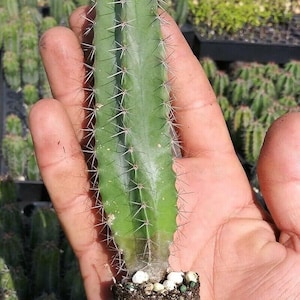 May include: A green cactus with long, thin spines growing in a small pot. The cactus is rooted and ready to be planted.