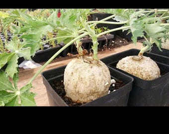 1 Jatropha Berlandieri Caudex Caudiciform Succulent