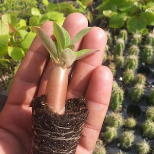 May include: A small, green plant with a brown stem and roots is growing in a brown pot. The plant is being held in a person's hand.