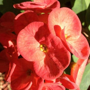 One Stem Cutting - Red Crown of Thorns Christ Plant - Euphorbia milii - Live Succulent Plant (4-6inch)
