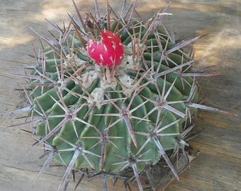 Horse Crippler (echinocactus Texensis) - Etsy