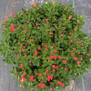 May include: A top-down view of a green plant with small red flowers. The plant has many green leaves and small red flowers. The plant is on a black surface.