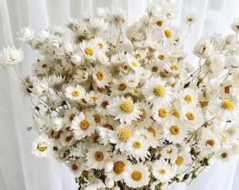 Natural Dried White Daisy Bouquet, Bohemian Wildflower Arrangement, Wedding Decor, Home Floral Art, Gifts
