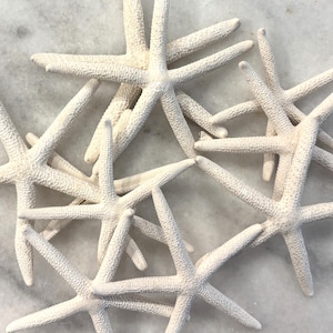 Pencil Finger Starfish, size range between 2 to 9 inches