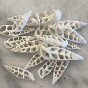 May include: A collection of white, elongated sea snail shells with intricate, openwork patterns. The shells are cone-shaped and arranged on a light gray, marble-like surface, showcasing their delicate structures.