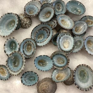 Green Blue Limpet Shells, Sold in Sets of 25/50/100
