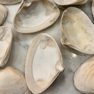 May include: An assortment of beige and off-white seashells, some open and some closed, are arranged on a light-colored surface. The shells vary in size and texture, with visible ridges and patterns.