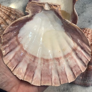 May include: Several scallop shells with a natural, ridged texture. The shells display a range of colors, including white, pink, and brown. The shells are arranged together, showcasing their unique shapes and patterns.