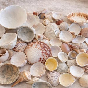 Assorted Seashells 1/2 lb or 1 Pound Bag Sanibel Island Florida Shells