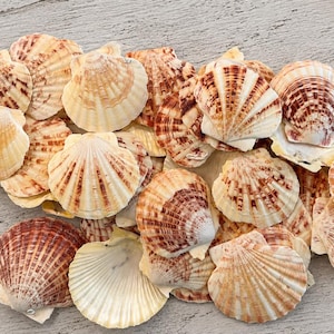 May include: A collection of assorted scallop shells featuring radial ridges and varied color patterns in shades of cream, tan, and reddish-brown. The shells exhibit natural textures and fan-shaped forms, displayed in a cluster alongside a starfish.