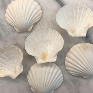 May include: A collection of five white scallop shells arranged in a cluster. Each shell features a fan-shaped design with distinct, radiating ridges extending from the hinge to the scalloped outer edge, with subtle cream-colored accents.
