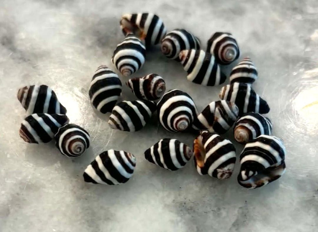 Bee Hive Snail Shells .5″, Choose Set of 10/20/30 - Etsy