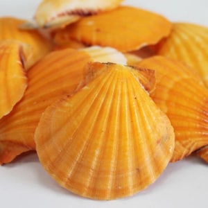 May include: A collection of orange scallop shells with distinct radial ridges and fan-shaped silhouettes. The shells exhibit varying shades of yellow and orange, featuring a smooth, glossy texture and a curved, scalloped edge along the bottom.