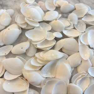 May include: A collection of white seashells, varying in size and shape, are scattered across a light-colored surface. The shells have a smooth, glossy texture and a creamy white color, with some showing subtle variations in tone. The arrangement creates a natural, coastal aesthetic.
