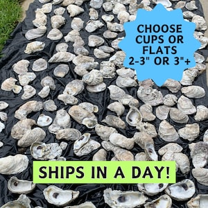 May include: A large collection of oyster shells in various sizes and shapes, displayed on a black surface. The shells are natural, with a white and gray color. The text "CHOOSE CUPS OR FLATS 2-3" OR 3"+" and "SHIPS IN A DAY!" is visible in the image.