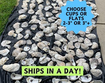 May include: A collection of oyster shells in various sizes and shapes, displayed on a black surface. The shells are primarily off-white and gray, with some showing interior details. Text on the image reads "CHOOSE CUPS OR FLATS 2-3" OR 3"+" and "SHIPS IN A DAY!"