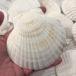 May include: A collection of white scallop shells featuring a fan-shaped design with distinct radial ridges. Each shell has a smooth, curved surface with subtle tan and light brown markings near the center, showcasing natural textures and patterns.