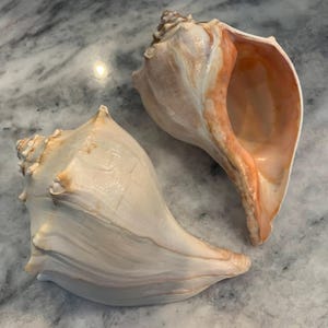 May include: Two large conch shells with a cream and peach color scheme. The shells have a spiral shape and a smooth, glossy texture. The interior of one shell is a vibrant peach color.