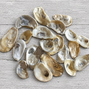 May include: A collection of various oyster shells with smooth, iridescent interiors in shades of cream, beige, tan, and grey. The shells are irregularly shaped with concave centers and natural, glossy finishes, displaying a variety of sizes and textures.
