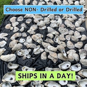 May include: A black plastic sheet with a large assortment of oyster shells. Some of the shells are drilled, while others are not. The text "Choose NON-Drilled or Drilled" is printed in blue on a white background at the top of the image. The text "SHIPS IN A DAY!" is printed in green on a white background at the bottom of the image.