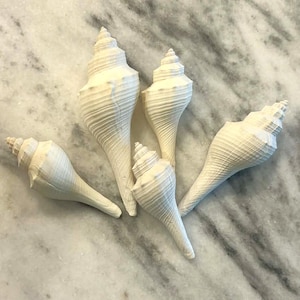 May include: Five cream-colored conch shells with spiral patterns. The shells vary in size and are arranged on a marble surface. The shells have a smooth, textured appearance, and the light source creates shadows that highlight their shape.