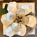 Large Oyster Shell Magnolia Flower, 2 Layer/tier, Oyster Magnolia ...