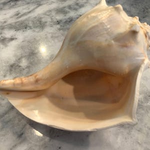 May include: A large, beige conch shell with a smooth, glossy exterior. The shell has a spiral shape with a wide opening and a pointed tip. The interior is a lighter shade of beige. The shell is a natural, organic form.