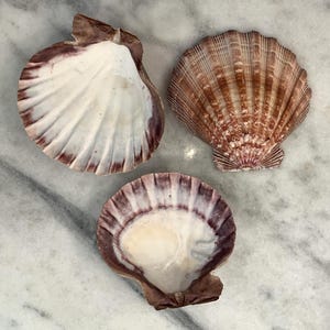 May include: Three seashells with varying colors and patterns. One shell is primarily white with a dark purple edge. Another is brown with a radial pattern. The third shell is white with a purple edge.