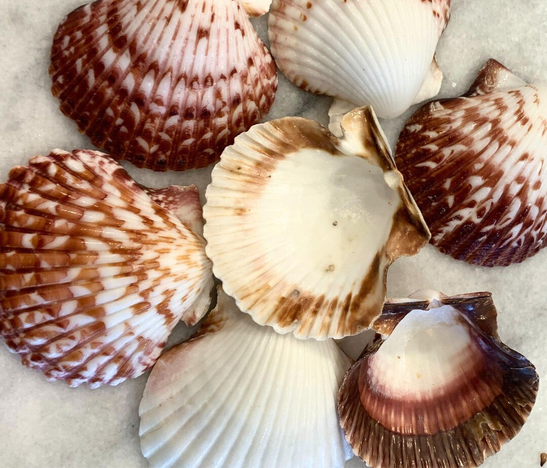Calico Scallop Shells 2 to 2.5 Inches, Sets of 10 or 20 Clean Bulk ...