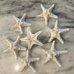 May include: Seven white starfish with textured surfaces are arranged on a marble surface. The starfish have five arms and varying sizes. The image is well-lit, highlighting the details of the sea stars.
