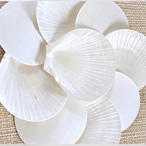 May include: A collection of white, iridescent scallop shells arranged in an overlapping cluster. Each shell features a distinct fan-shaped silhouette with fine, radiating ridges and a smooth, pearlescent surface texture throughout.