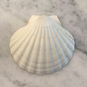 May include: A white scallop seashell with a ridged texture. The shell has a fan-like shape and is resting on a marble surface. The shell's color is a creamy white with subtle gray lines.