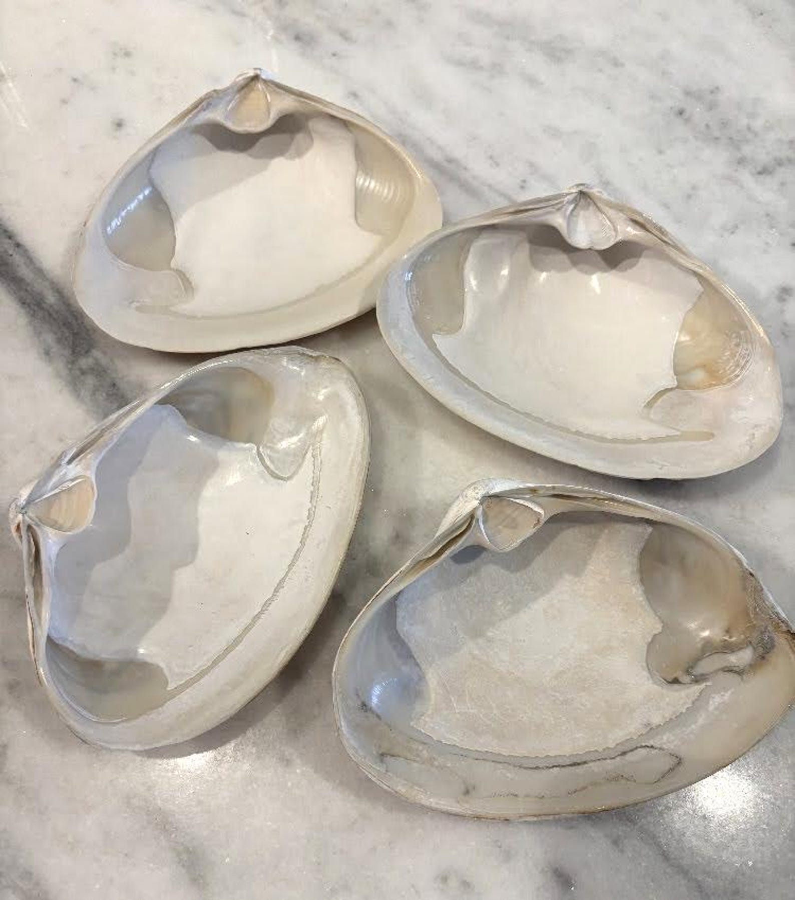 XL Clam Shells 4-7”, Set of 4/10 Atlantic Clams, Clean Bulk Decoupage ...
