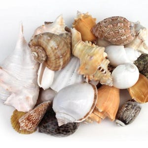 May include: A collection of various seashells in assorted shapes and sizes, featuring a mix of colors including white, tan, brown, and dark gray. The assortment includes spiral, cone, and rounded shells with smooth and textured surfaces.
