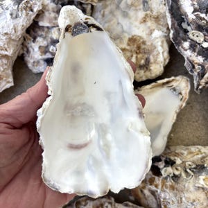 May include: A collection of natural oyster shells featuring a smooth, iridescent white interior and a rough, textured exterior with mottled brown, gray, and cream coloration. The shells exhibit irregular, organic shapes and varying sizes.