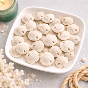Tiny Sand Dollar Shells, up to .5 inches, Set of 20